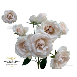 Rosa Spray Parfum Champagne Majolica