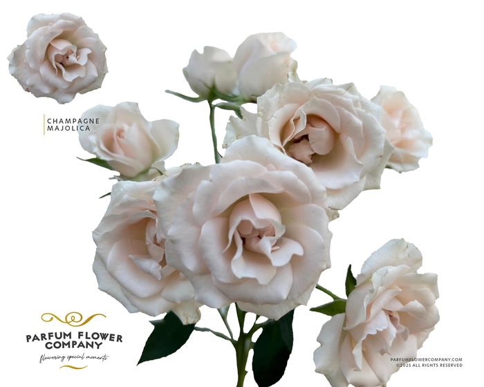 <h4>Rosa Spray Parfum Champagne Majolica</h4>