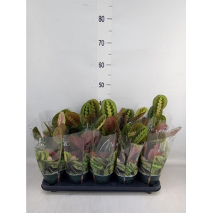 Maranta leuc. 'Fascinator'