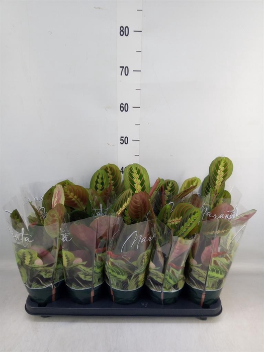 <h4>Maranta leuc. 'Fascinator'</h4>