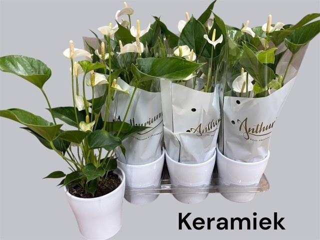 <h4>ANTHU AN OV</h4>