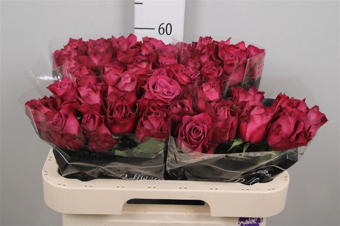 <h4>R Gr Inevitable</h4>