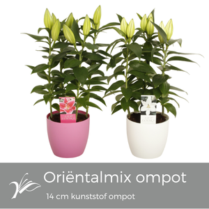 Lilium oriëntalmix kunststof ompot 14 cm (or. lelie)