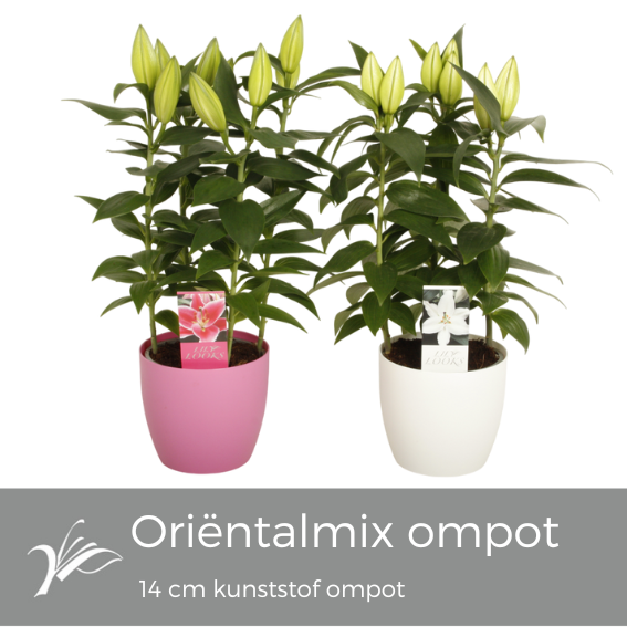 <h4>Lilium oriëntalmix kunststof ompot 14 cm (or. lelie)</h4>