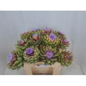 CYNARA SC GREEN GLOB