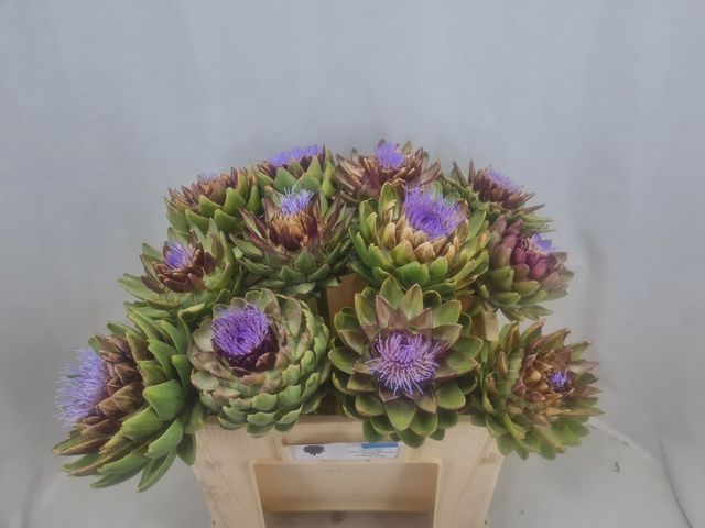 <h4>CYNARA SC GREEN GLOB</h4>