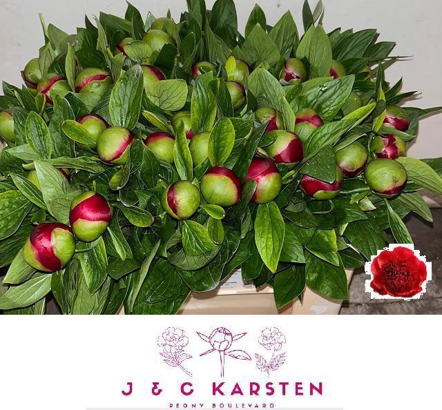 <h4>PAEO RED CHARM</h4>