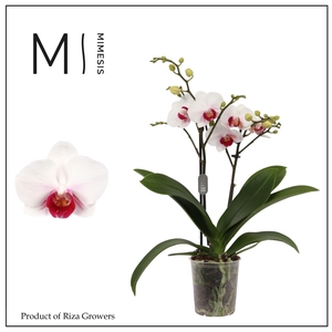 Phalaenopsis Safe Haven 2 spike - 9cm | Mimesis