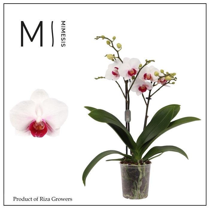 <h4>Phalaenopsis Safe Haven 2 spike - 9cm | Mimesis</h4>