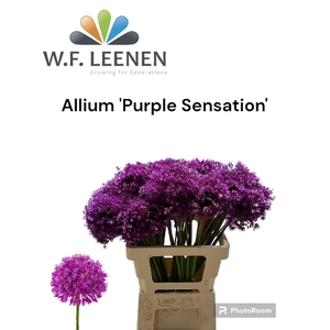 Allium Purple Sensation 100
