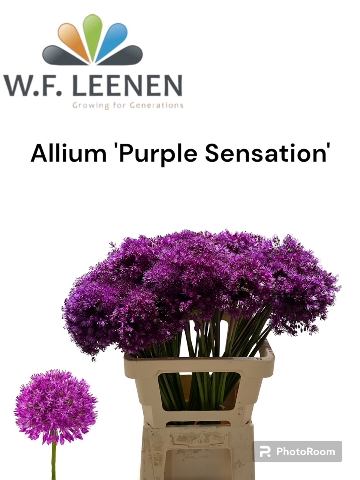 <h4>Allium Purple Sensation 100</h4>