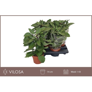 KALANCHOE OV