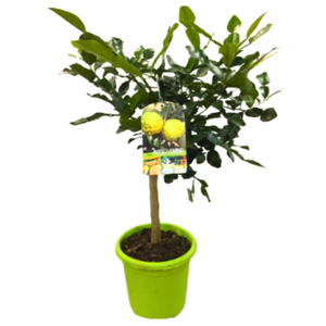 Citrus hystrix