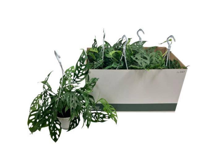 <h4>MONSTERA ADANSONII</h4>