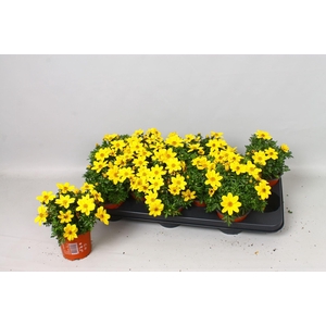 Bidens fer. 'Bidy Boom Yellow Big'