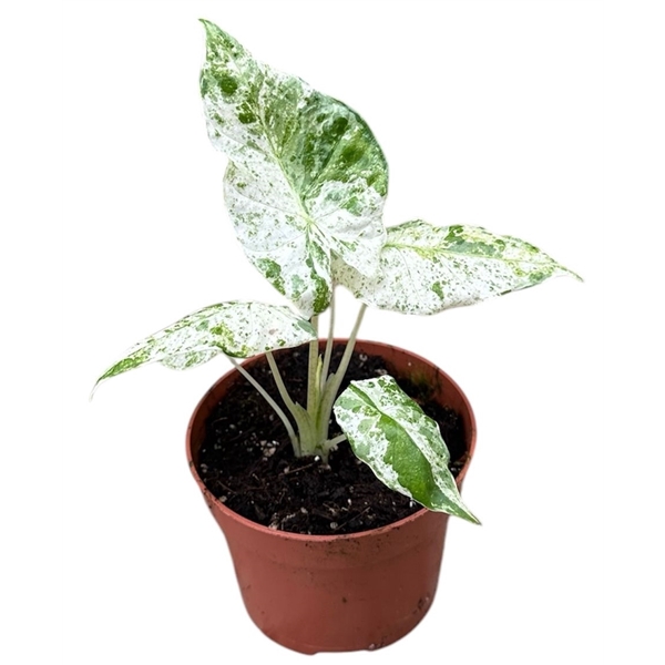 <h4>Alocasia Macrorphiza Splash</h4>