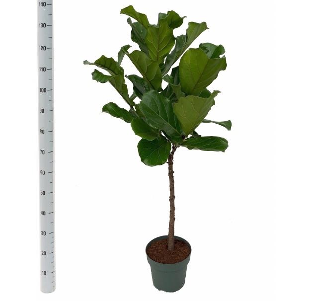 <h4>FICUS LYRATA</h4>