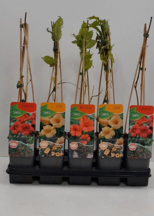 <h4>Campsis mix (Flava, Flamengo, Galen)</h4>