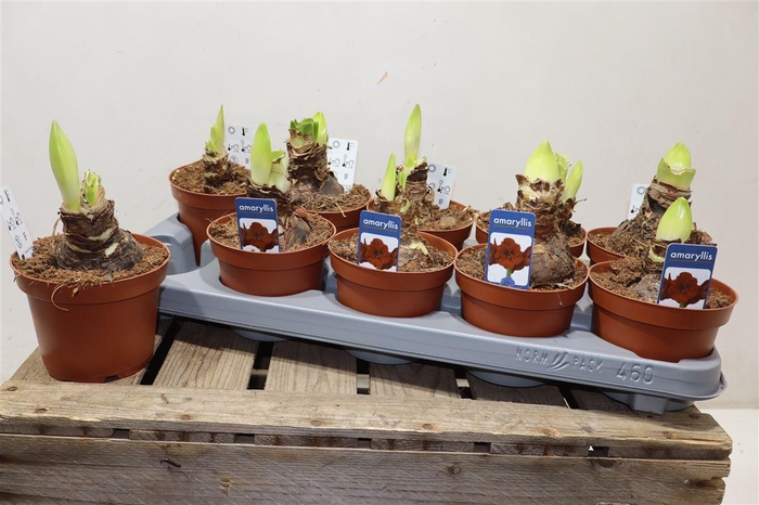 <h4>Hipp Ov Dark Red</h4>