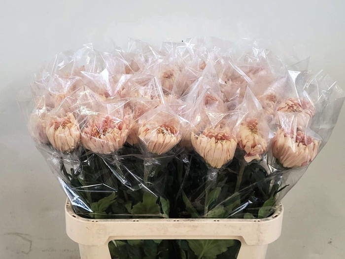 <h4>Chr g Avignon</h4>