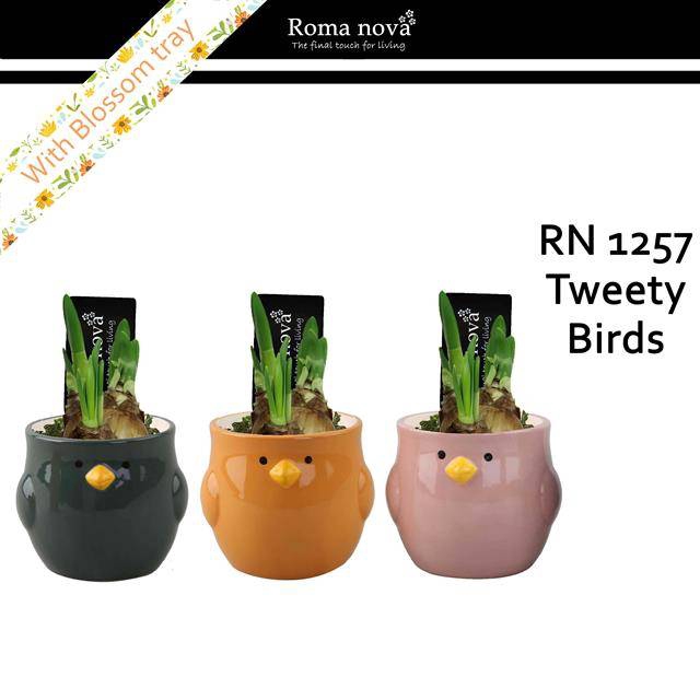 <h4>arr4 Narcis RN - Tweety birds</h4>