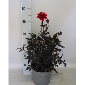 Dahlia 19 cm Donkerblad Orange