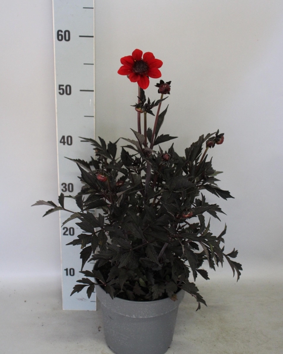<h4>Dahlia 19 cm Donkerblad Orange</h4>