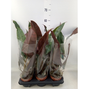 Philodendron   ...