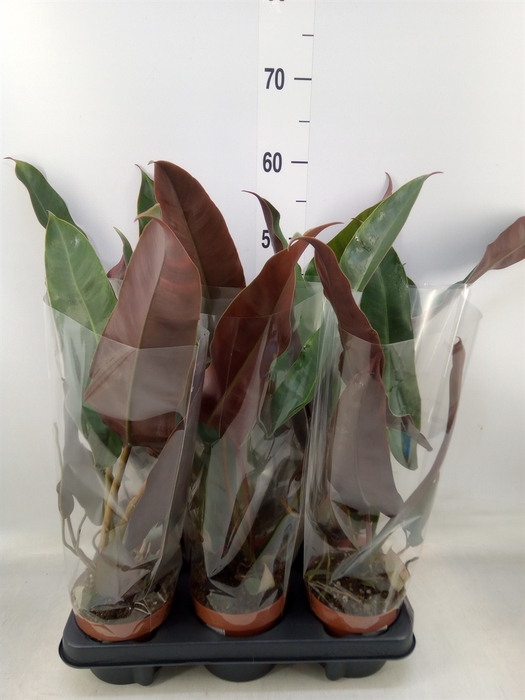 <h4>Philodendron   ...</h4>