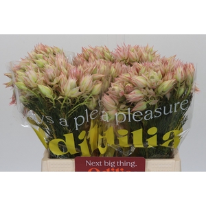 Blushing Bride Ayoba Satin Star