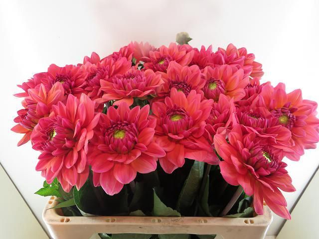 <h4>Dahlia Salmon Runner Baars</h4>