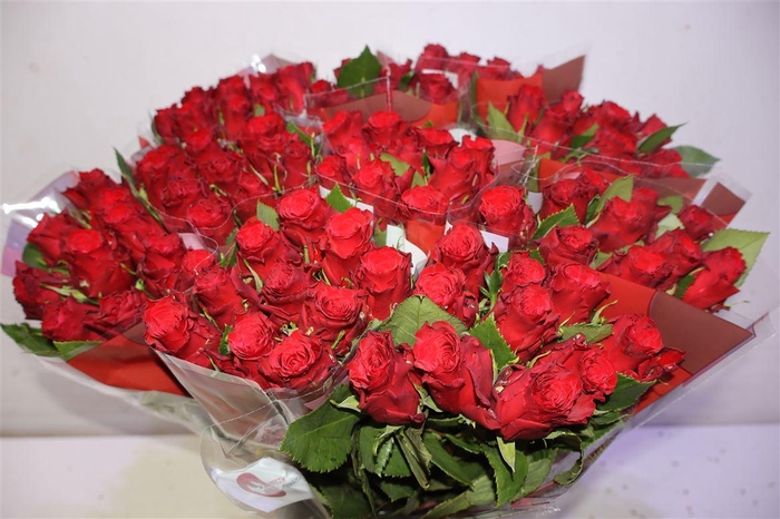 <h4>R Gr Red Torch X10</h4>