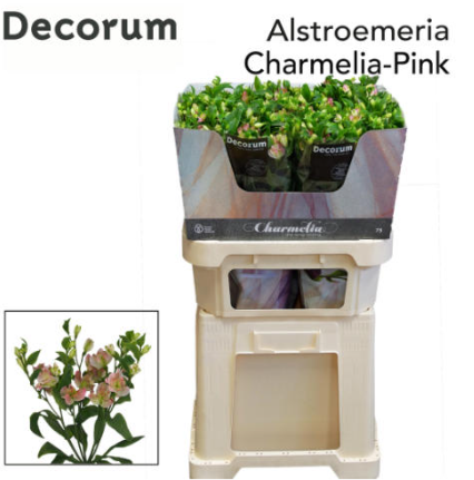 <h4>Alstro Flor.Charmelia x50</h4>