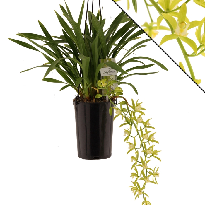 <h4>Pumilow, zonder takken</h4>