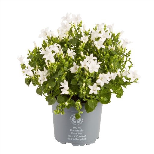 <h4>CAMPANU. PORTENSCHL P10.5 WIT</h4>