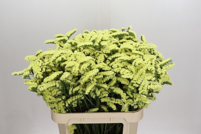 <h4>Limonium sinuatum Star Eze</h4>