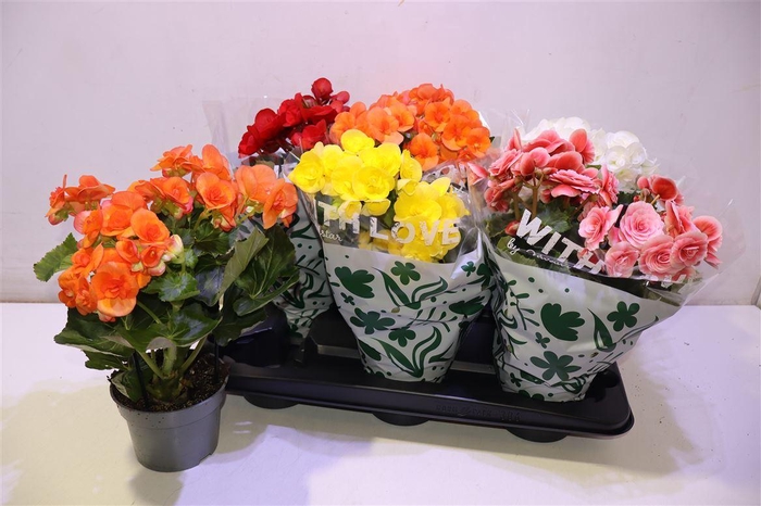 <h4>arr8 Beg Du Gem</h4>