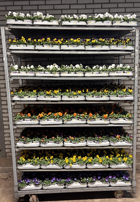 <h4>VIO CO MIXK</h4>