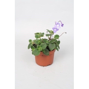 Streptocarpus saxorum P 10,5