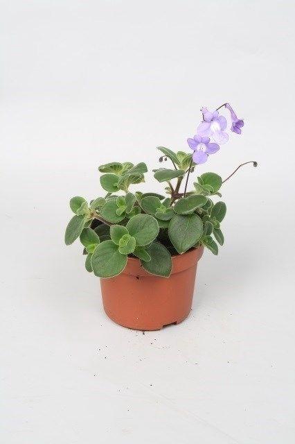 <h4>Streptocarpus saxorum P 10,5</h4>