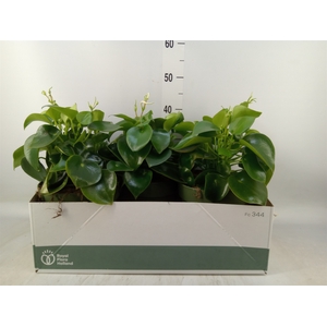 Peperomia polybotrya 'Raindrop'