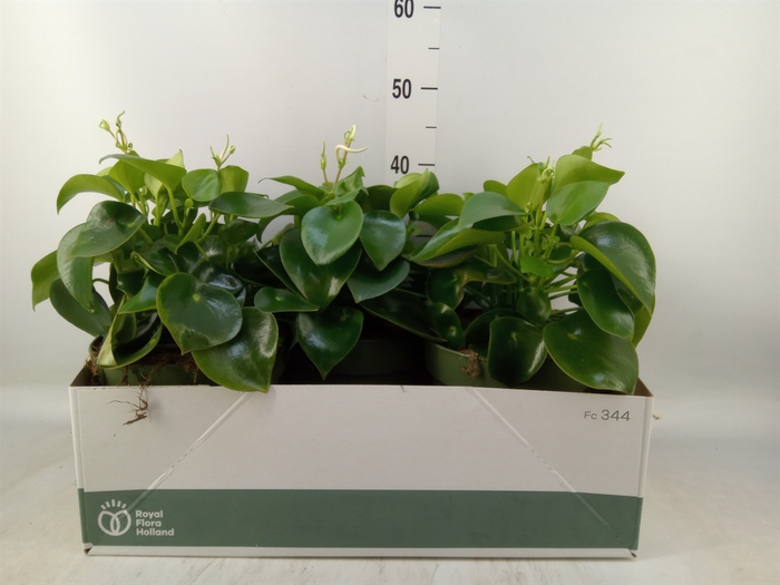 <h4>Peperomia polybotrya 'Raindrop'</h4>