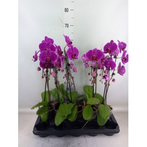 Phalaenopsis   ...lilac