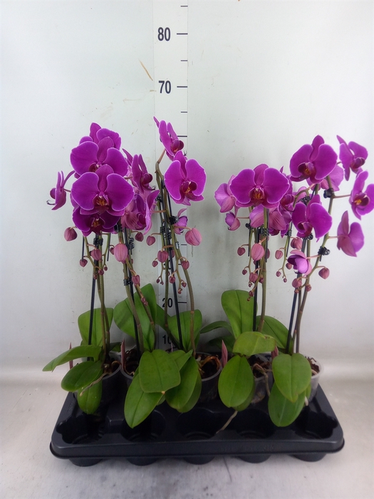 <h4>Phalaenopsis   ...lilac</h4>