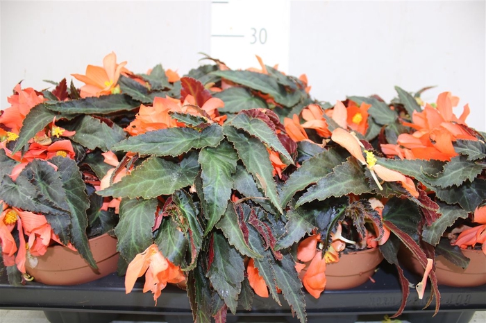 <h4>Begonia Waterfall Orange</h4>