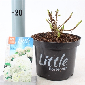 Hydrangea macr. 'Little White' ® (Little XS)