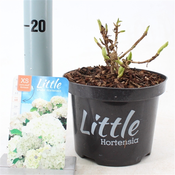 <h4>Hydrangea macr. 'Little White' ® (Little XS)</h4>