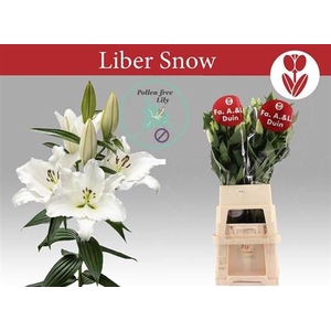 Li Or Liber Snow