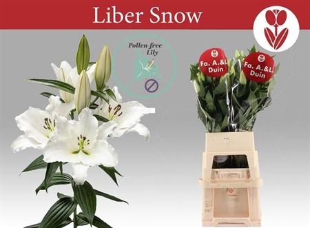 <h4>Li Or Liber Snow</h4>