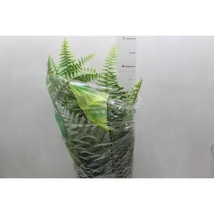 SAMAMBAIA AMERICANA C21